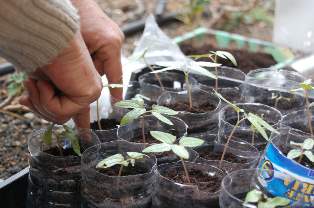 10 Formas De Hacer Semilleros Reciclados La Huertina De Toni