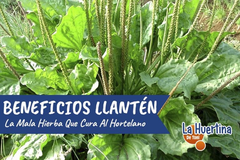 Llantén planta con propiedades medicinales que cuida al hortelano