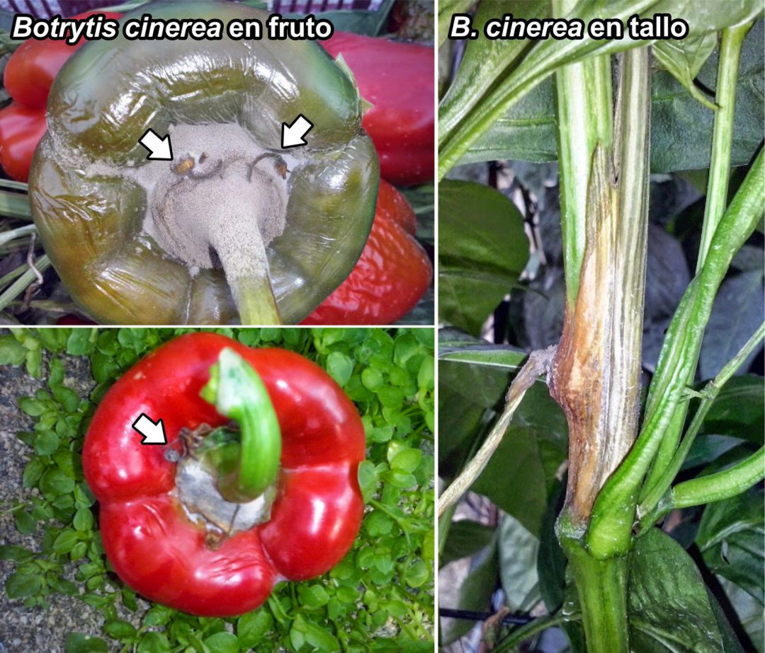 Enfermedades Y Plagas Mas Comunes Del Pimiento