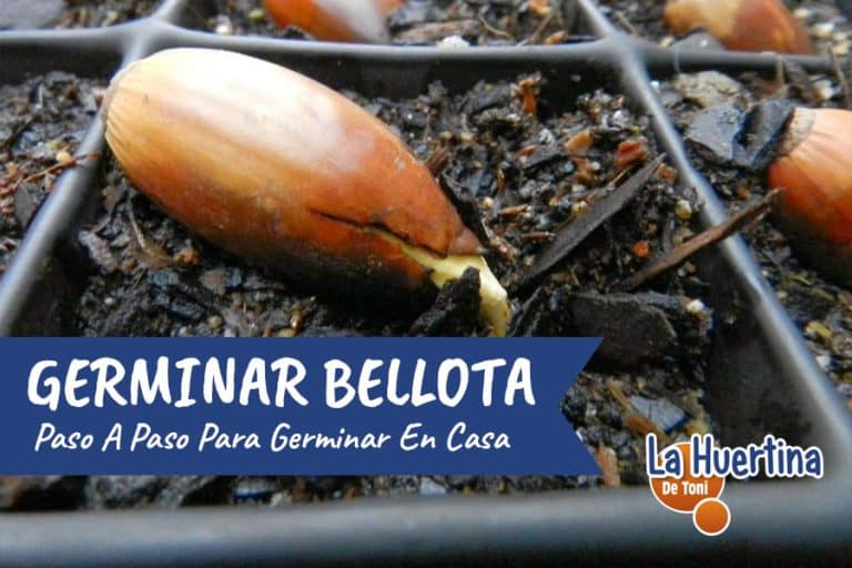 Como Germinar Una Bellota O Roble La Huertina De Toni