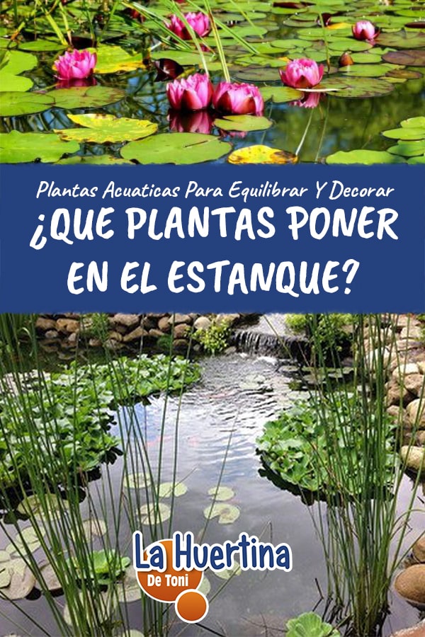 Que Plantas Acuáticas Podemos Poner En Nuestro Estanque La Huertina De Toni