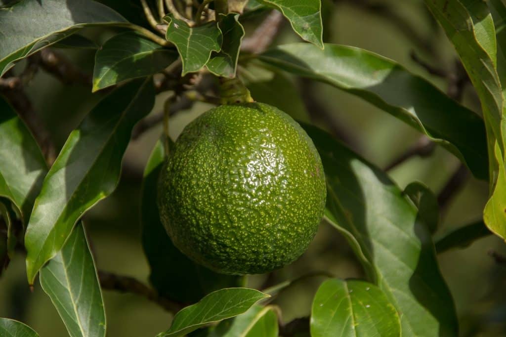 Consejos Para El Cultivo Del Aguacate En Maceta Y Que De Fruto