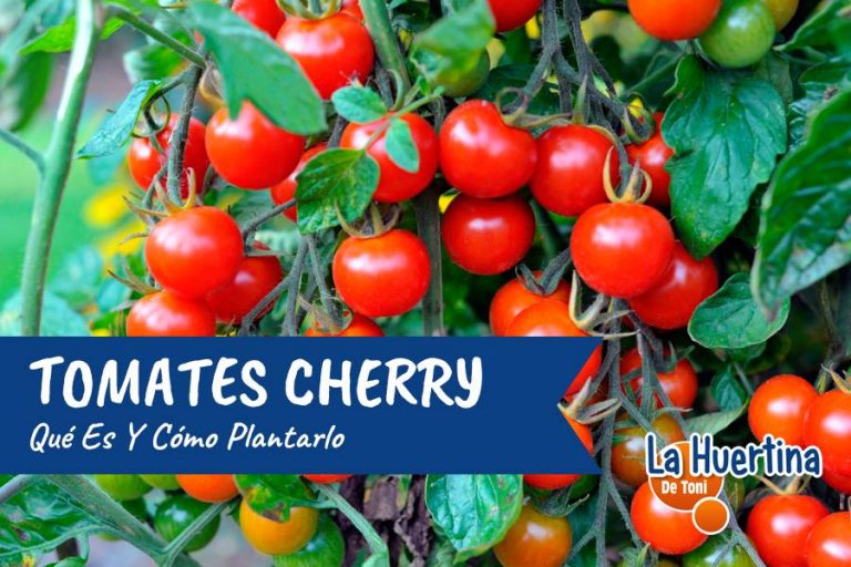 Tomates Cherry Qué Es Y Cómo Plantar Cherrys En Macetas o En El Huerto