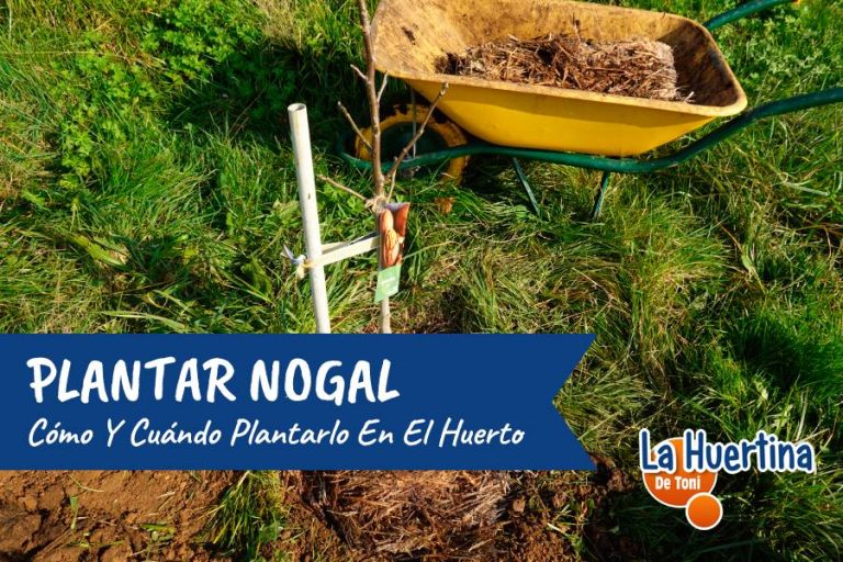 C Mo Y Cu Ndo Plantar Un Nogal En El Huerto Y Cuidados