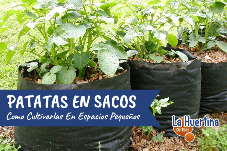 Cómo Cultivar Patatas En Casa Con Sacos La Huertina De Toni 6286