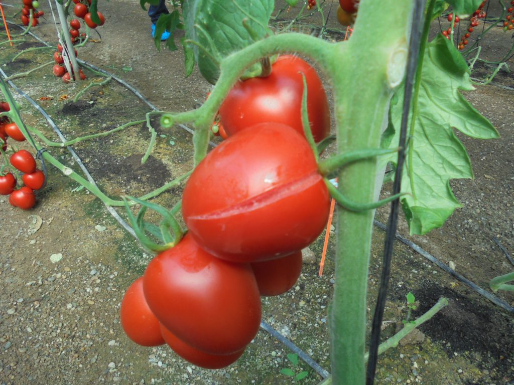 peste del tomate