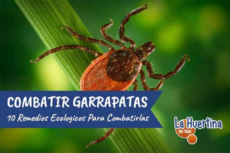 10 Métodos Caseros Para Combatir Las Garrapatas - La Huertina De Toni