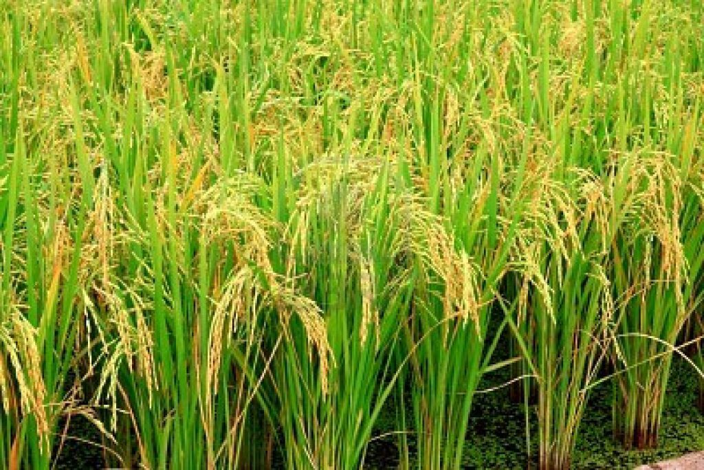 Cultivo-de-arroz