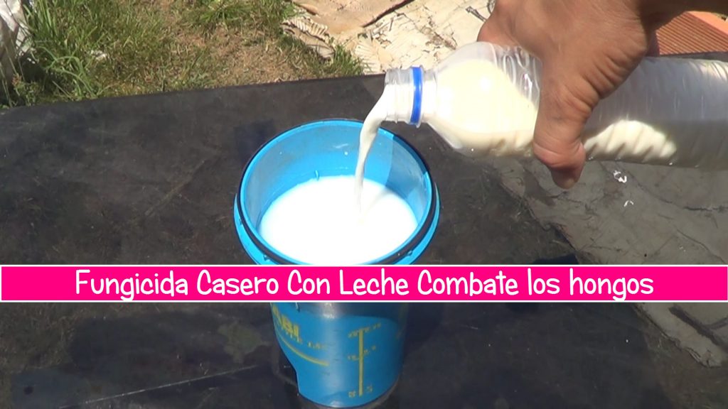 Fungicida Casero Con Leche