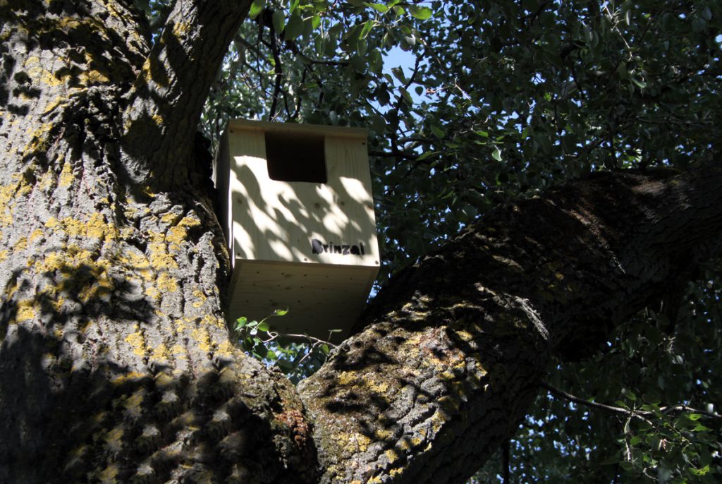 Caja nido en el Soto del Grillo (Rivas Vaciamadrid)