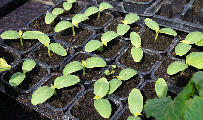semilleros-horticolas-22
