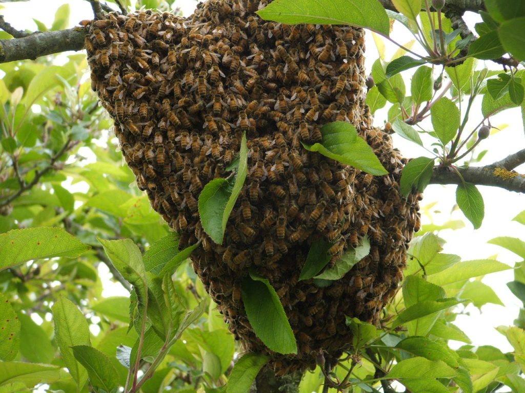 enjambre abejas