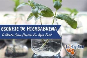 Como Reproducir Hierbabuena O Menta Por Esqueje La Huertina De Toni