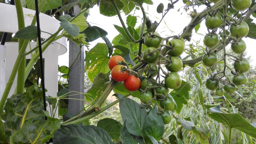 new-garden-tomates
