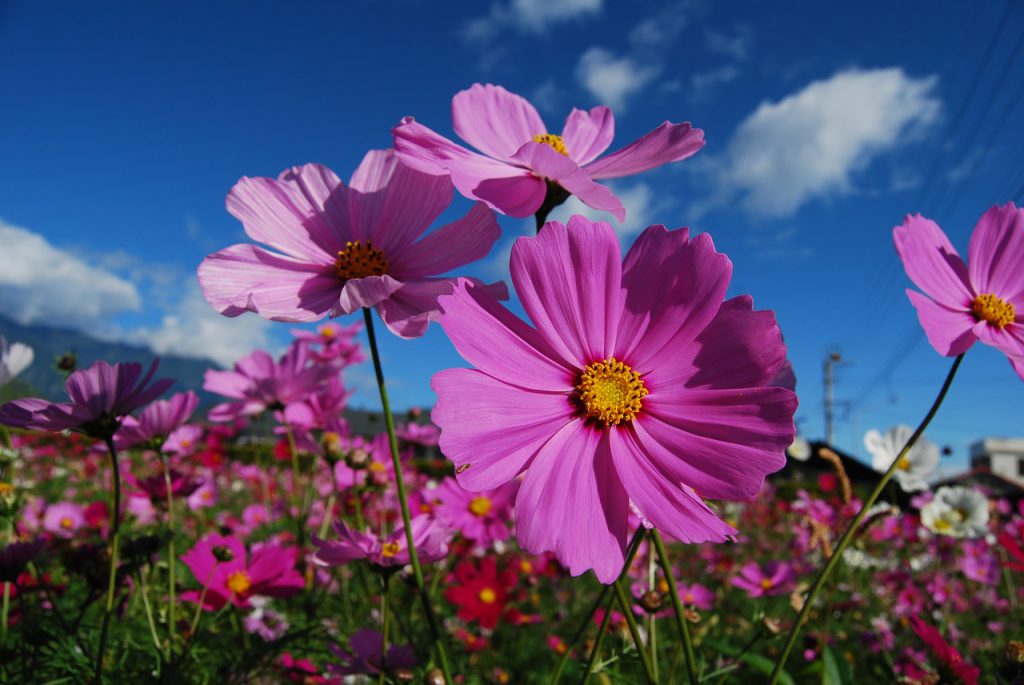 10 Flores imprescindibles en nuestro Huerto o Jardin - La Huertina De Toni