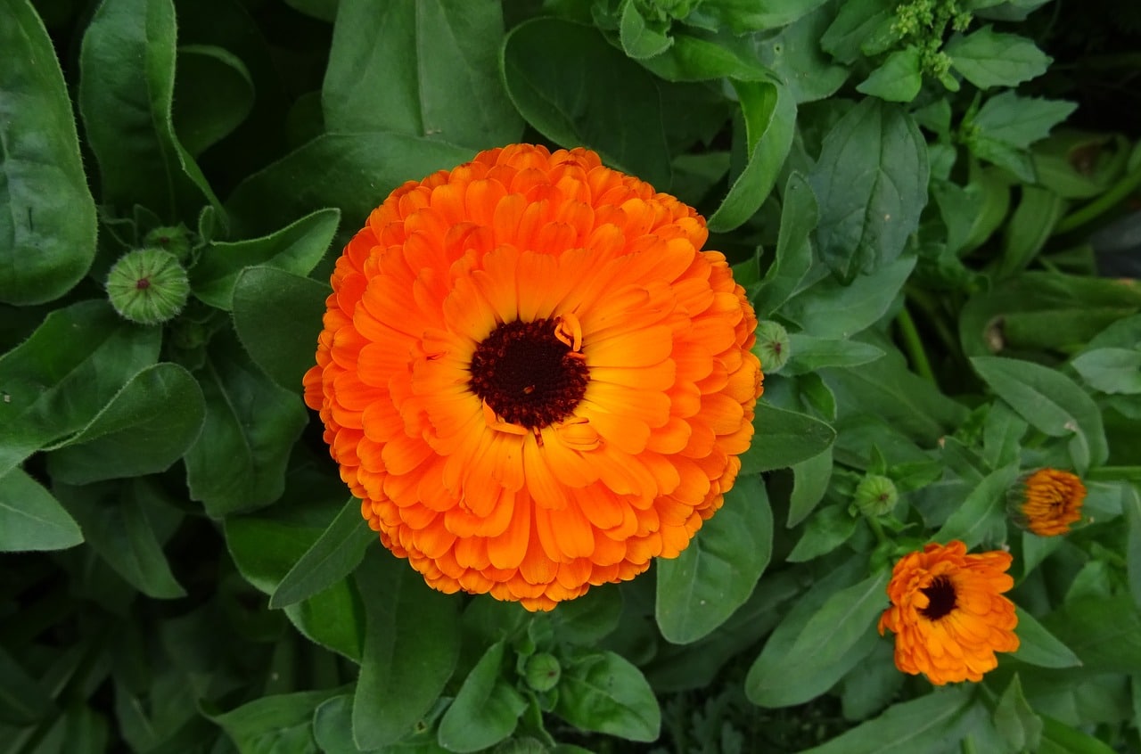 10 Flores Imprescindibles En Nuestro Huerto O Jardin La Huertina De Toni