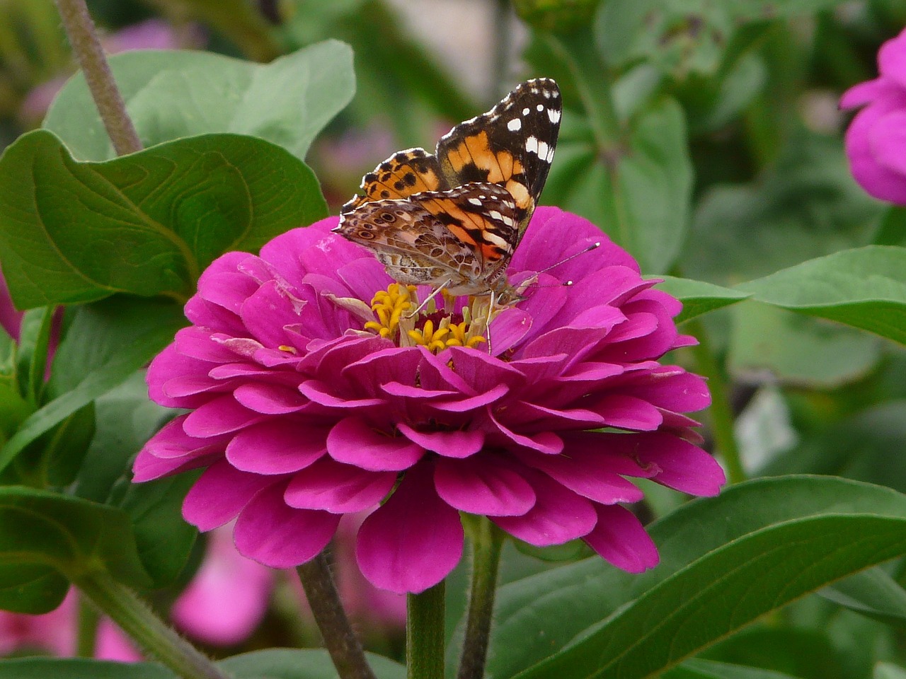 10 Flores Imprescindibles En Nuestro Huerto O Jardin La Huertina De Toni