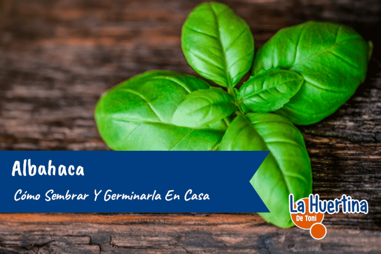 Como Sembrar Y Germinar La Albahaca En Casa