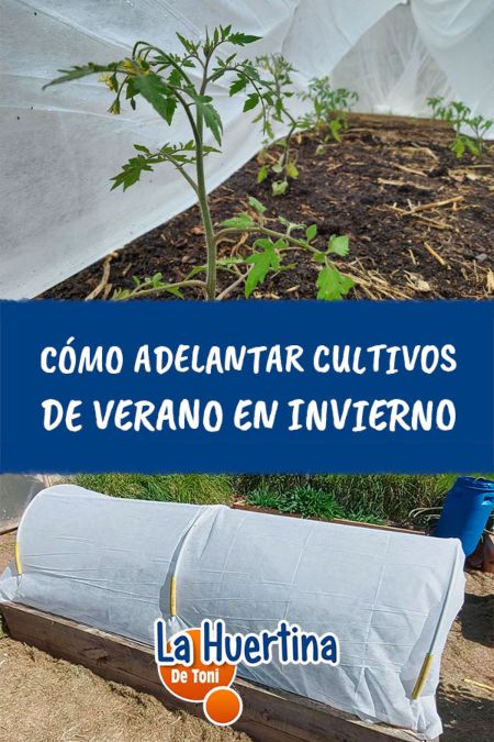 adelantar cultivos de verano en invierno