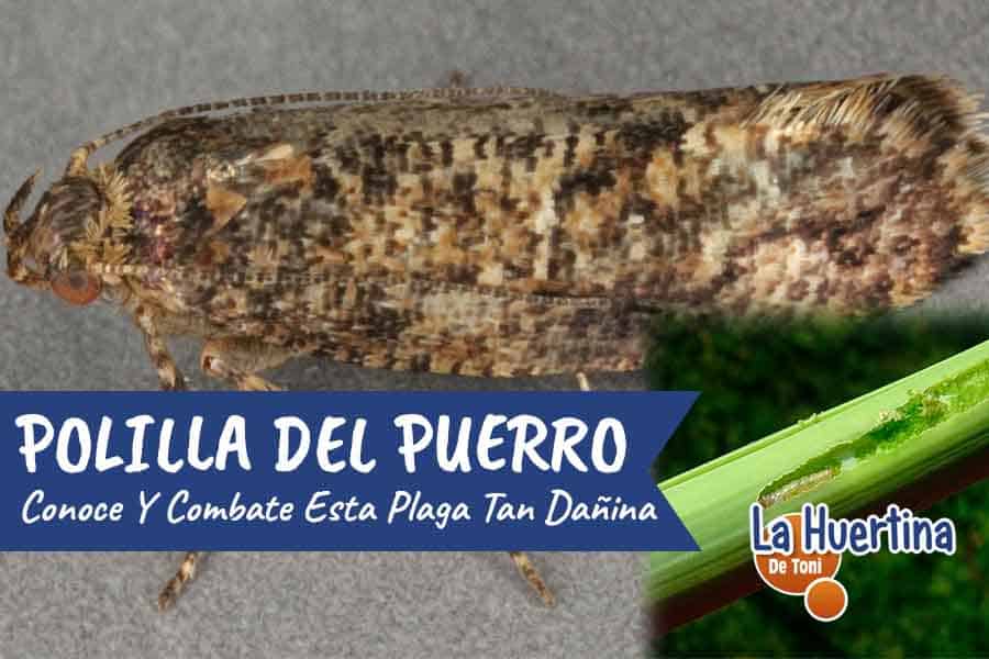 polilla del puerro combatir plaga