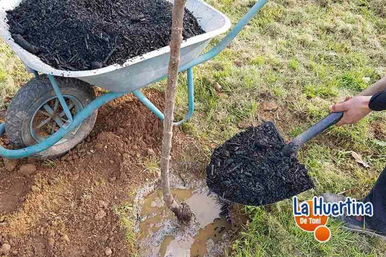 Uso Del Biochar Para Plantar Y El Cuidado De Árboles La Huertina De Toni 8974