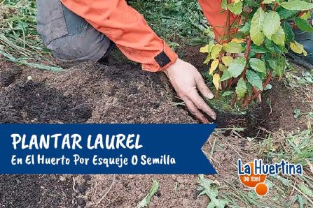 como plantar un laurel