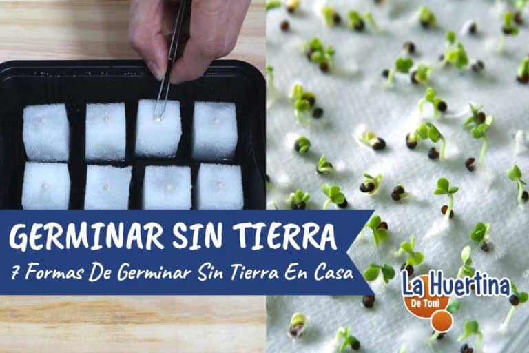 7 Formas De Germinar Semillas Sin Tierra En Casa - La Huertina De Toni