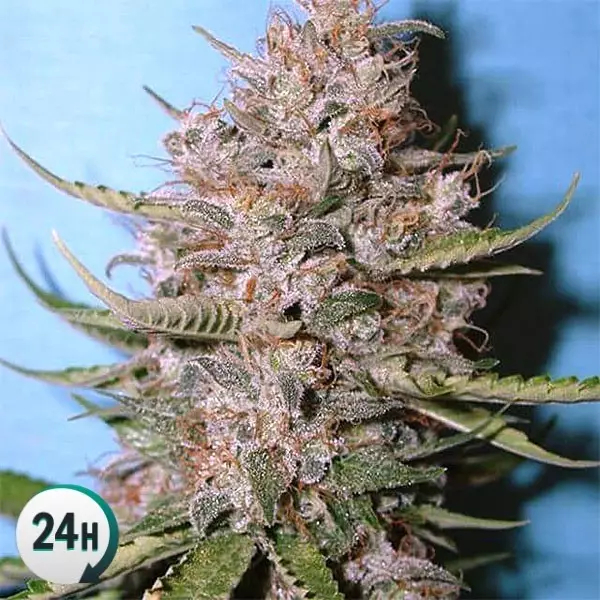 Las mejores variedades de semillas de cannabis - La Huertina De Toni