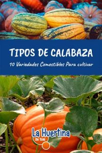 Tipos De Calabaza: 10 Variedades De Calabazas Comestibles