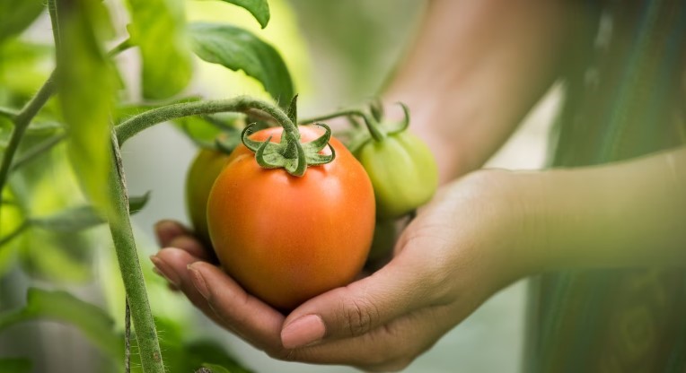 Beneficios del cultivo ecológico en la agricultura