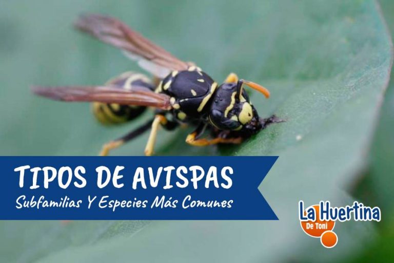 Tipos De Avispas Qué Subfamilias Y Especies Son Más Comunes