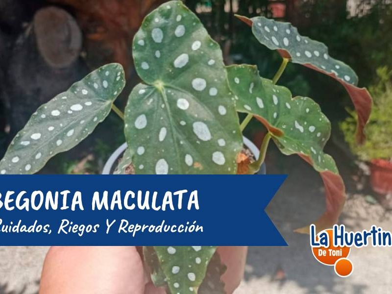 begonia maculata