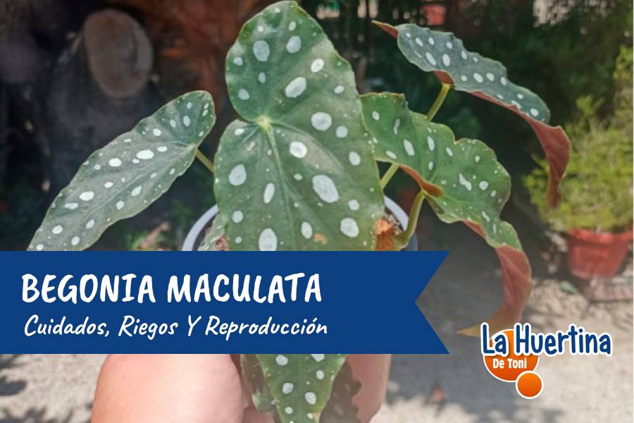 begonia maculata