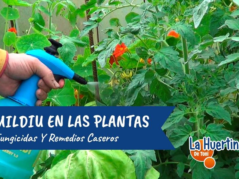 mildiu plantas