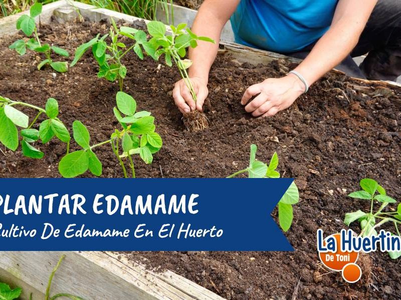 plantar edamame