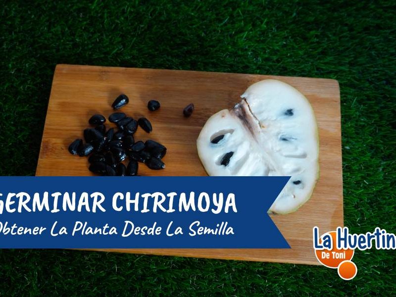 como germinar chirimoia