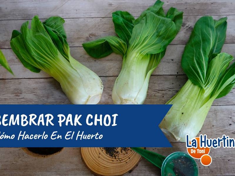 sembrar pak choi huerto