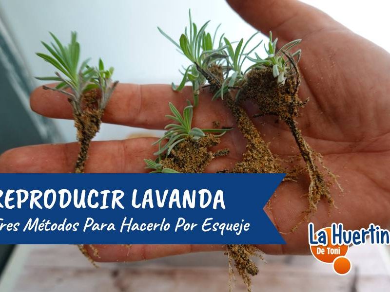 esqueje lavanda