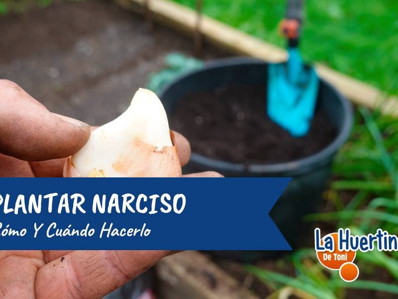 como plantar narciso