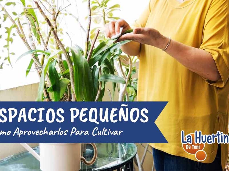 cultivar en espacios pequeños