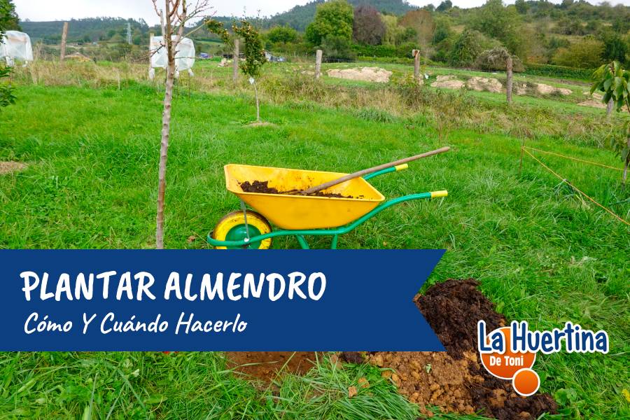 como plantar almendro